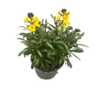 Erysimum Dark Yellow Glow