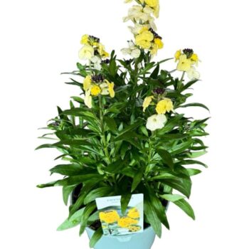 Erysimum Lemon Glow