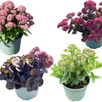 Sedum in soorten