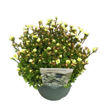 Saxifraga Lemon Green