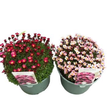 Saxifraga MIX