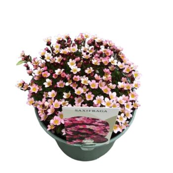 Saxifraga Pixie Rose