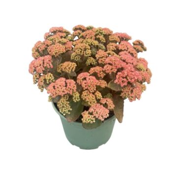 Sedum Seduction 'Rose Soiree'