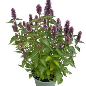 Agastache 'Beelicious Purple'