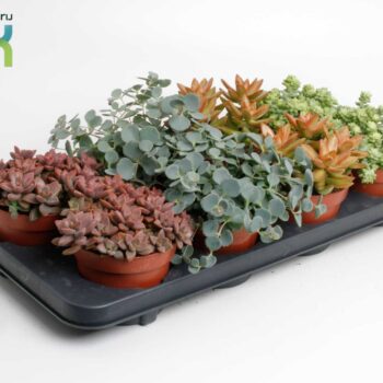 Sedum Mix