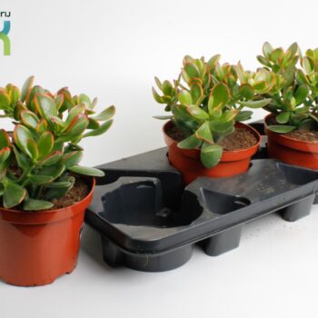 Crassula Ovata Sunset