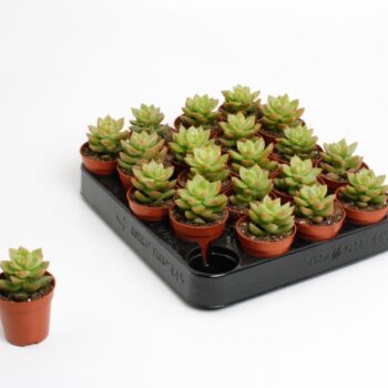 Sedum Nussbaumeriana