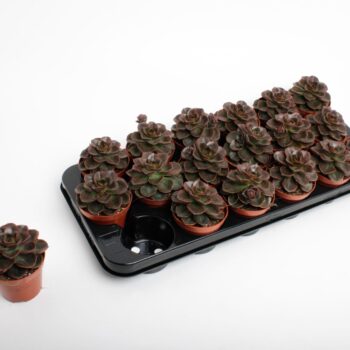 Echeveria Black Prince