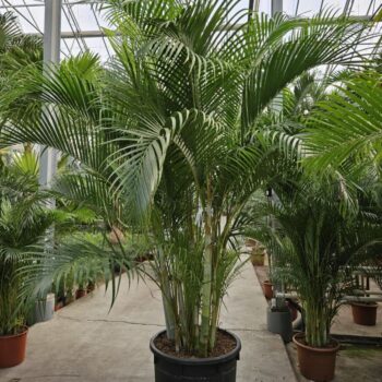 Dypsis lutescens