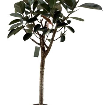 Burgundy rechte stam p40