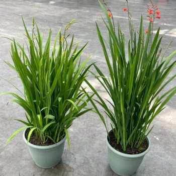 Crocosmia / Montbretia MIX