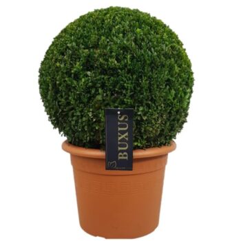 Buxus sempervirens