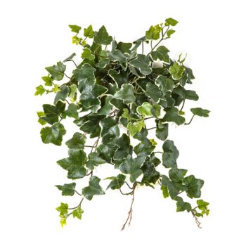 Variegated ivy hanging busch x 133 - uv