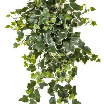 Variegated ivy hanging bush x 262 -uv