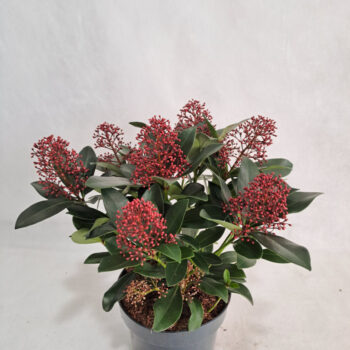 Skimmia Rubella P17 7-12 bloem