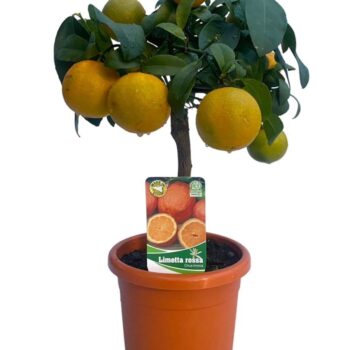 Citrus red lime "op stam"