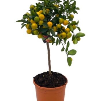 Citrus Calamondin "op stam"