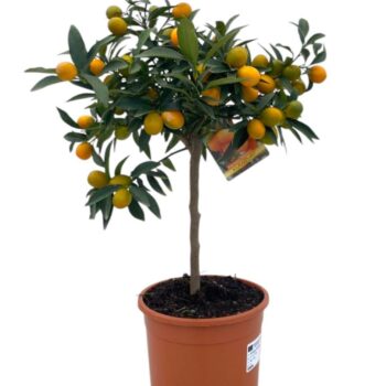 Citrus kumquat "op stam"