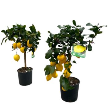 Citrus Lemon "op stam" - 7/8 vruchten