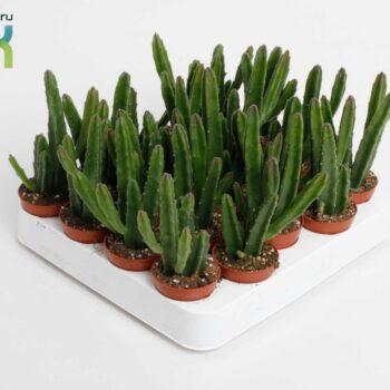 Stapelia Leendertziae