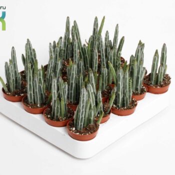 Stapelia Stapeliiformis