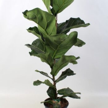 Ficus Lyrata 21 cm