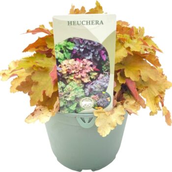 Heuchera Oranje/ Orange