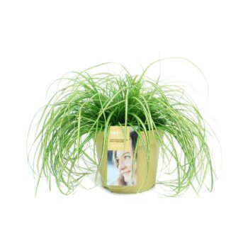 Carex oshimensis Eversheen GEEL