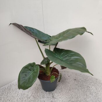 Alocasia Wenti