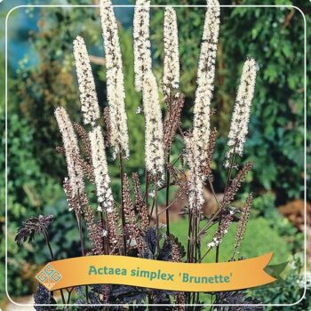 Actaea simplex 'Brunette