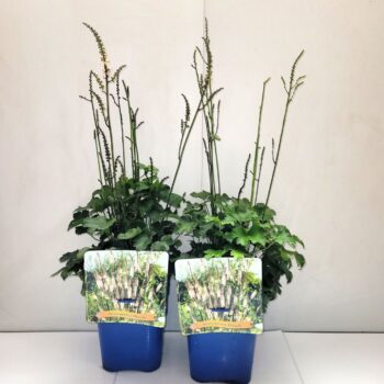 Actaea japonica 'Cheju-Do