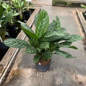 Aglaonema Stripes