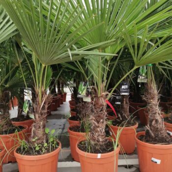 Trachycarpus Fortunei