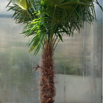 Trachycarpus Fortunei