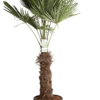 Trachycarpus Fortunei