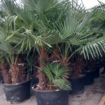 Trachycarpus Fortunei