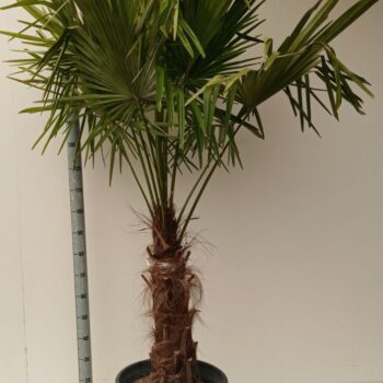 Trachycarpus Fortunei