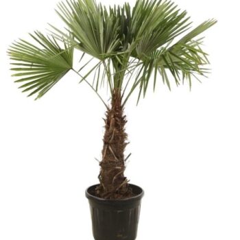 Trachycarpus Fortunei