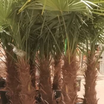 Trachycarpus Fortunei