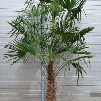 Trachycarpus Fortunei