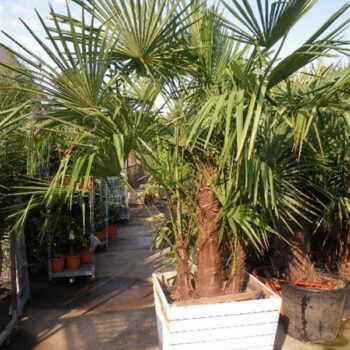 Trachycarpus Fortunei