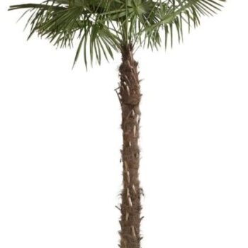 Trachycarpus Fortunei