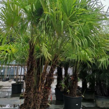 Trachycarpus Fortunei
