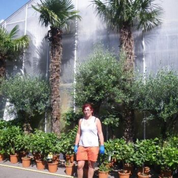 Trachycarpus Fortunei