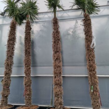 Trachycarpus Fortunei