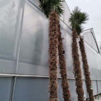 Trachycarpus fortunei