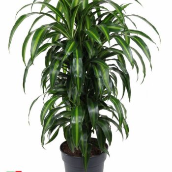 Dracaena Hawaiian Sunshine
