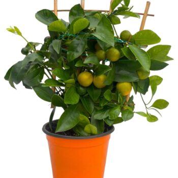 Citrus Calamondin "op rek"