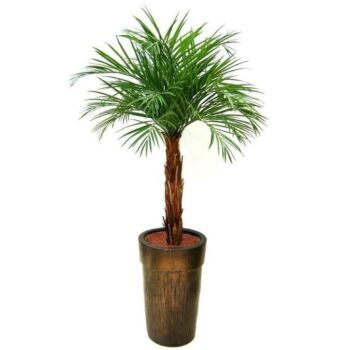 Areca kunstpalm op stam