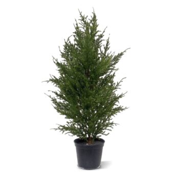 Conifeer kunstplant